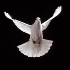 Meet your Posher, Nima